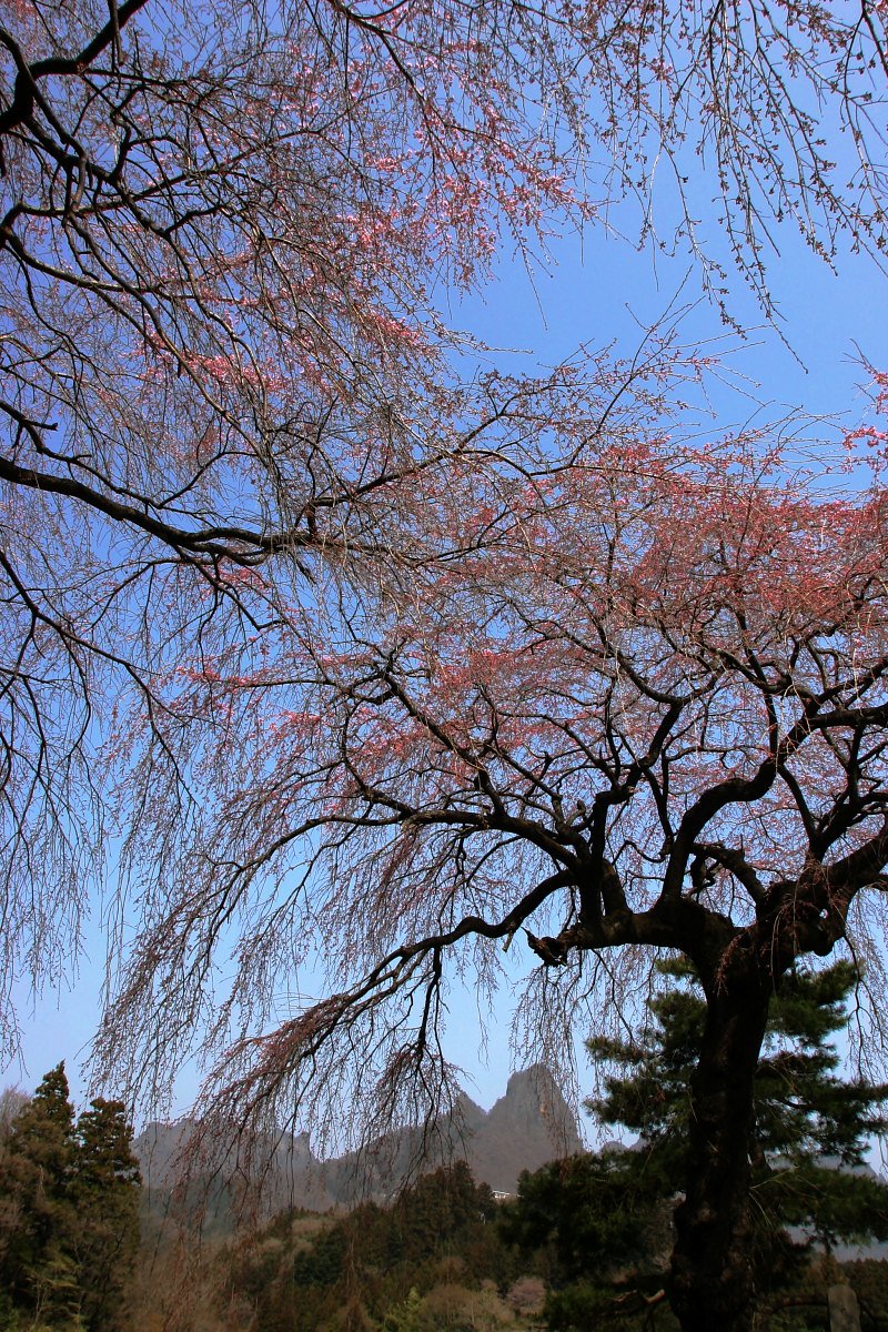 昨日と同じしだれ桜