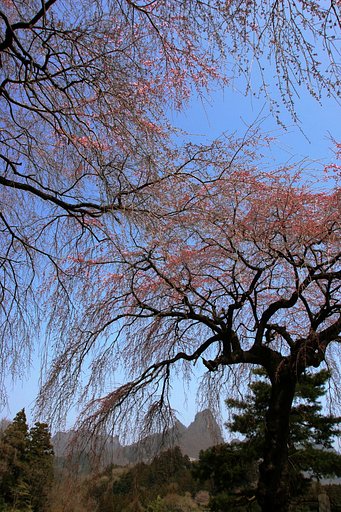 昨日と同じしだれ桜