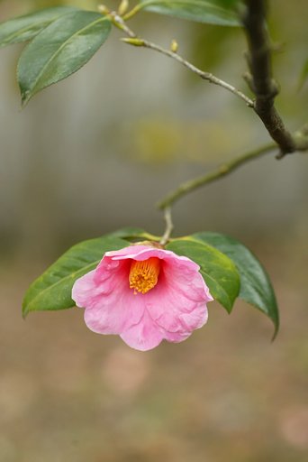 椿