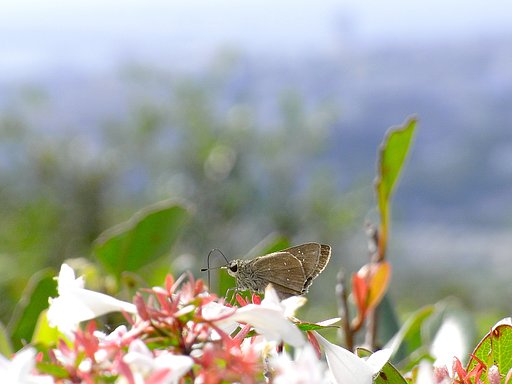 去年の秋ごろ１
