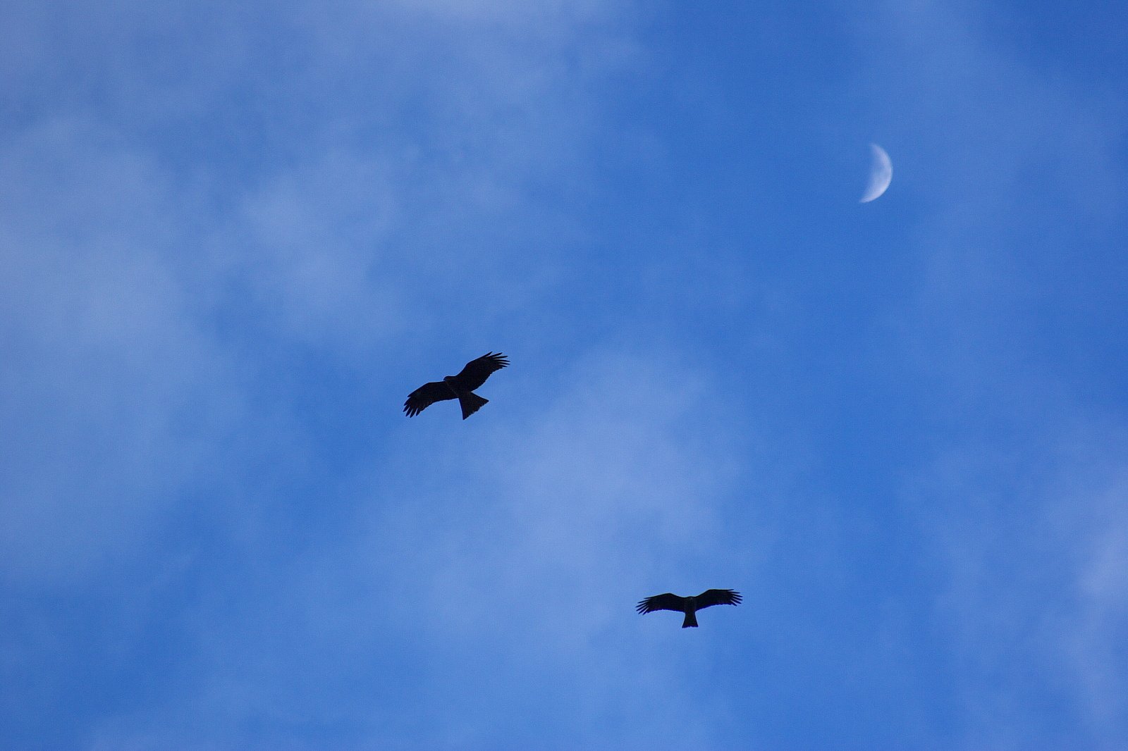 空は青