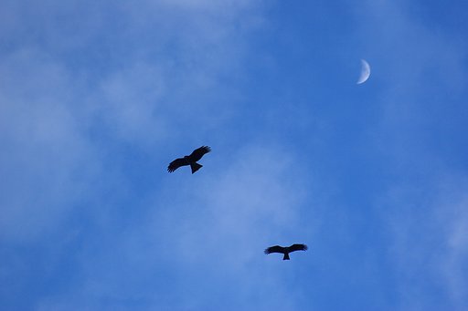 空は青