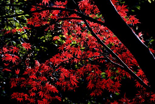 今日の紅葉