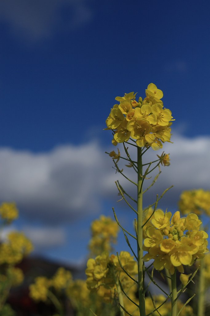 [トキメキの色]菜の花と青空