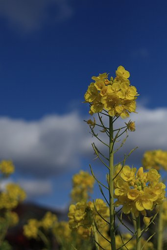 [トキメキの色]菜の花と青空