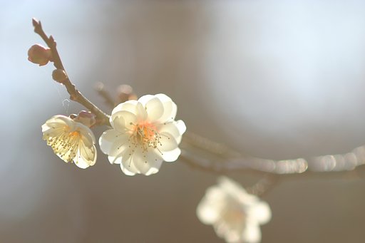 修善寺の梅林にて