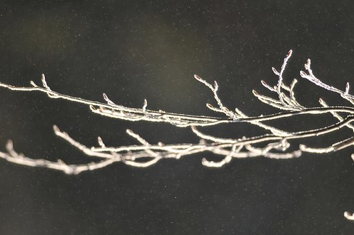 霧氷成長中