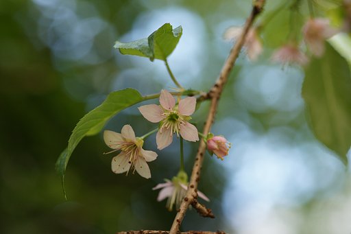 ヒマラヤザクラ
