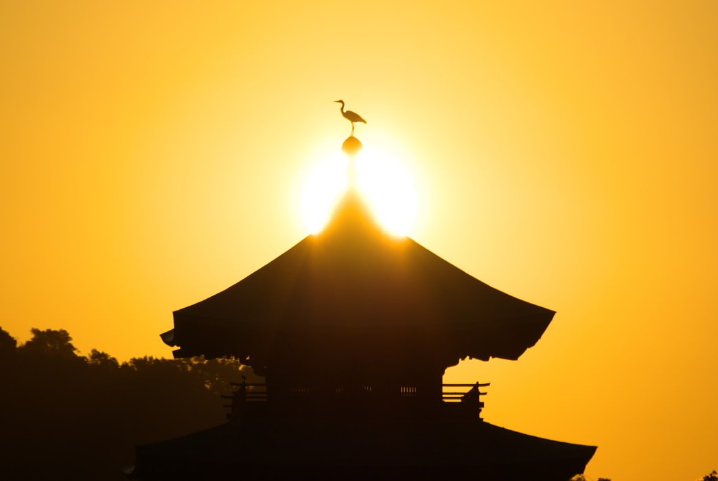 おまえは鳳凰か！