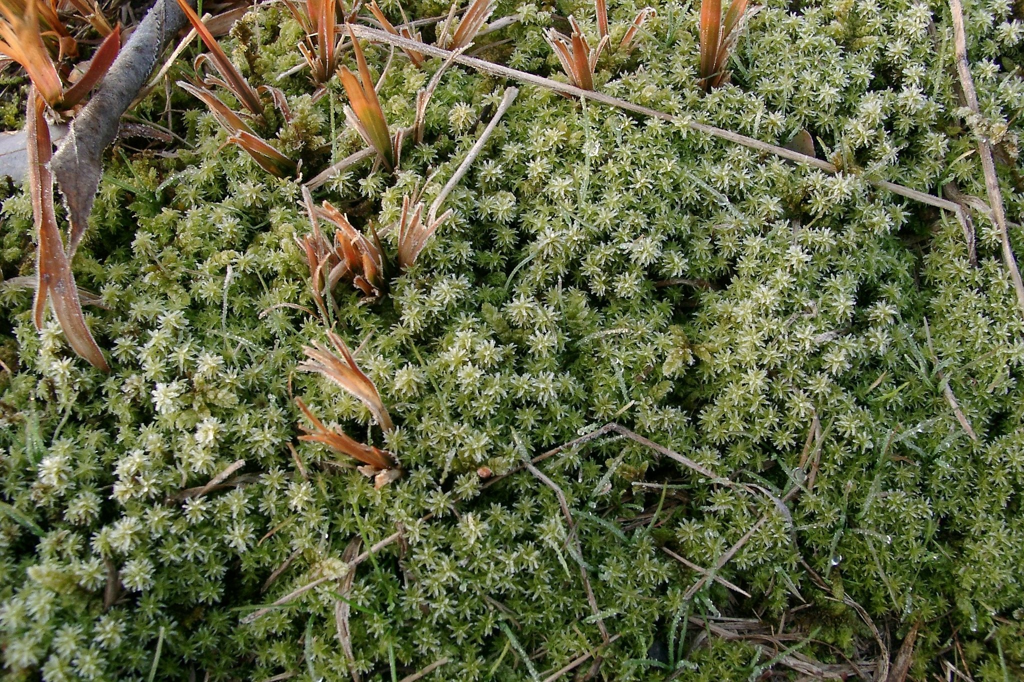 農道の苔に霜が！