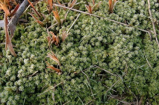 農道の苔に霜が！
