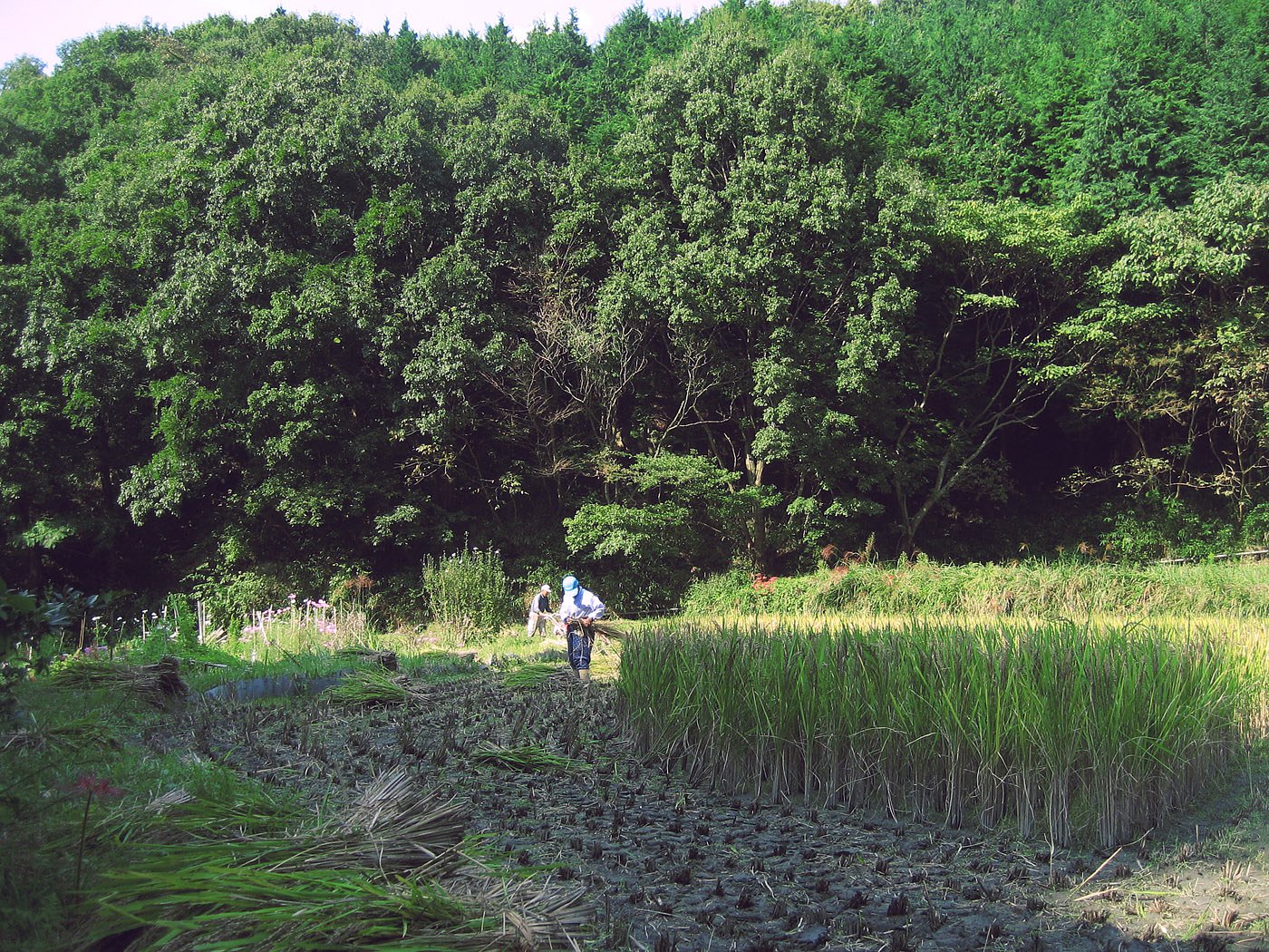 【秋影】なんでまん中残すんやー