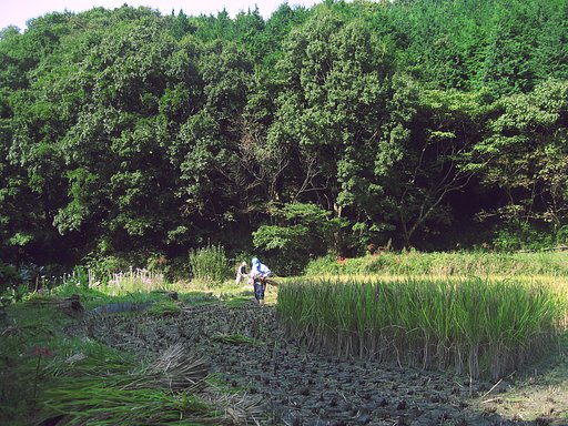 【秋影】なんでまん中残すんやー