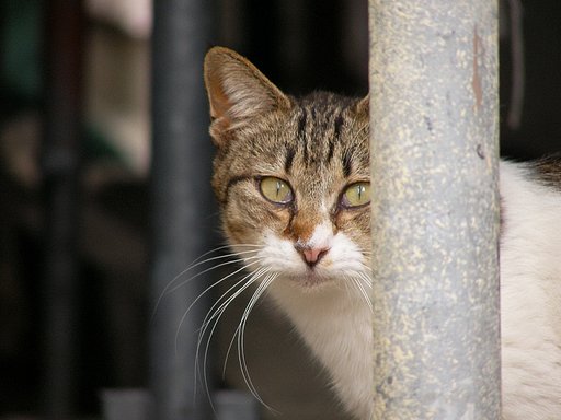 にゃんでしょうか？