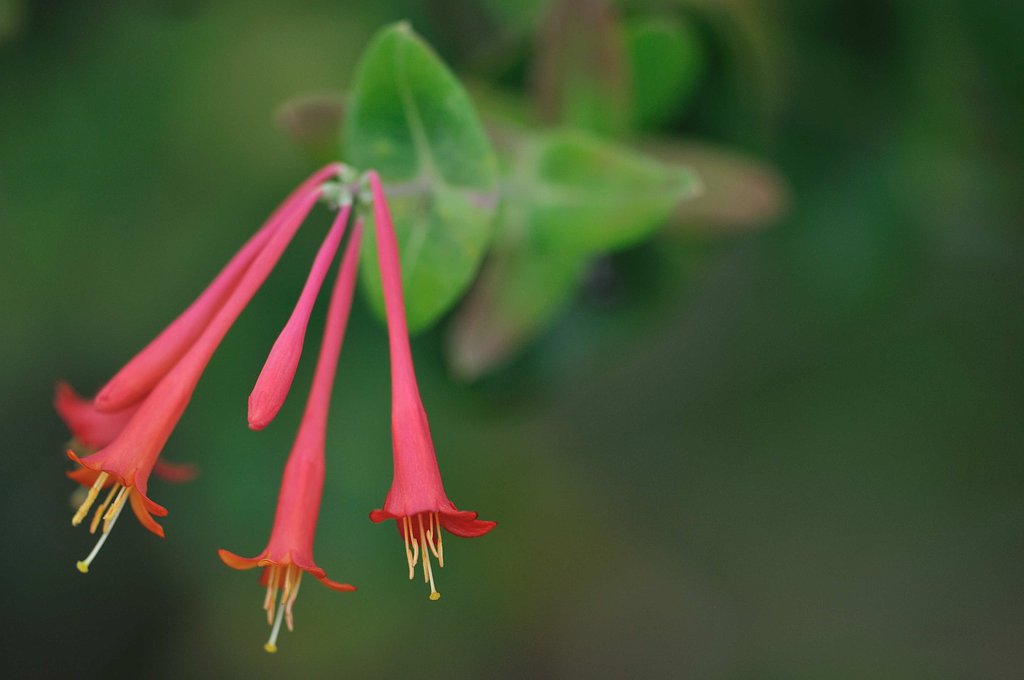 この花の名前は？