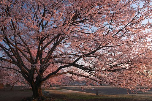 3月29日の写真