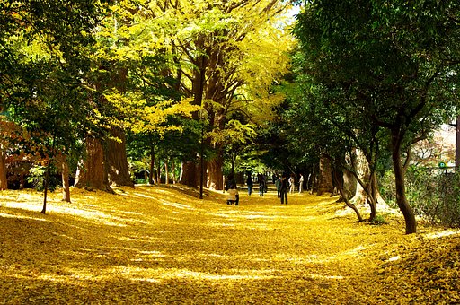 散り行く（御苑篇）・・・