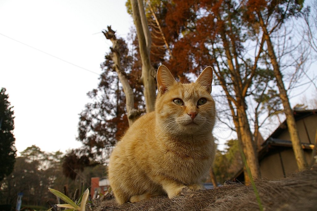 ノラ