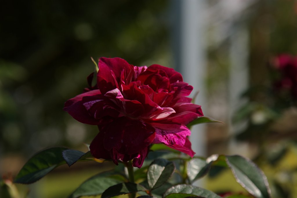 薔薇