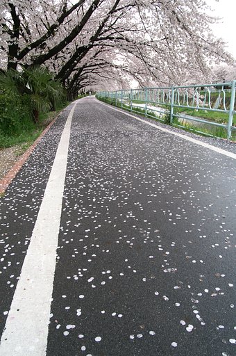 花びらの道