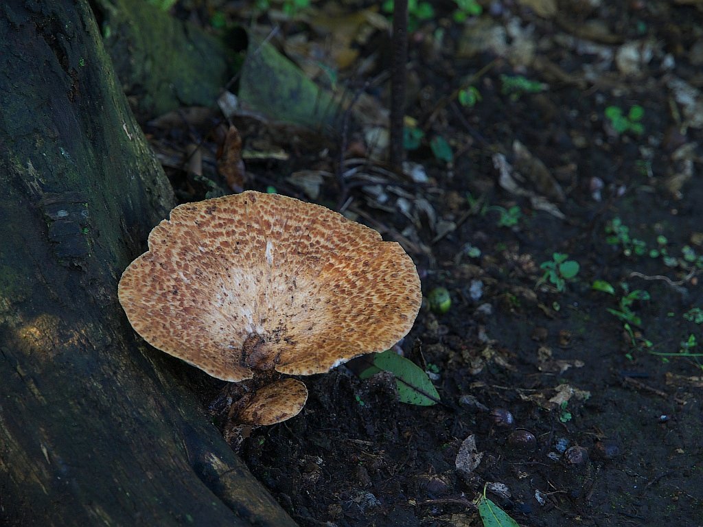 きのこ・・・^^;