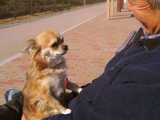 おさんぽちゅうの日向ぼっこ