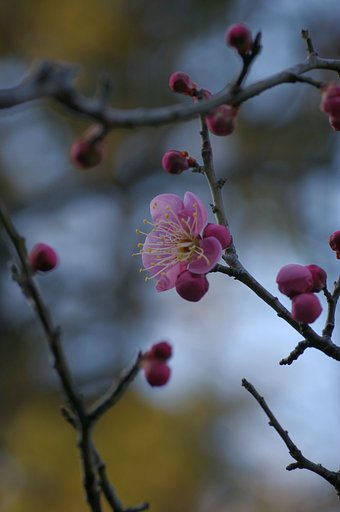紅梅