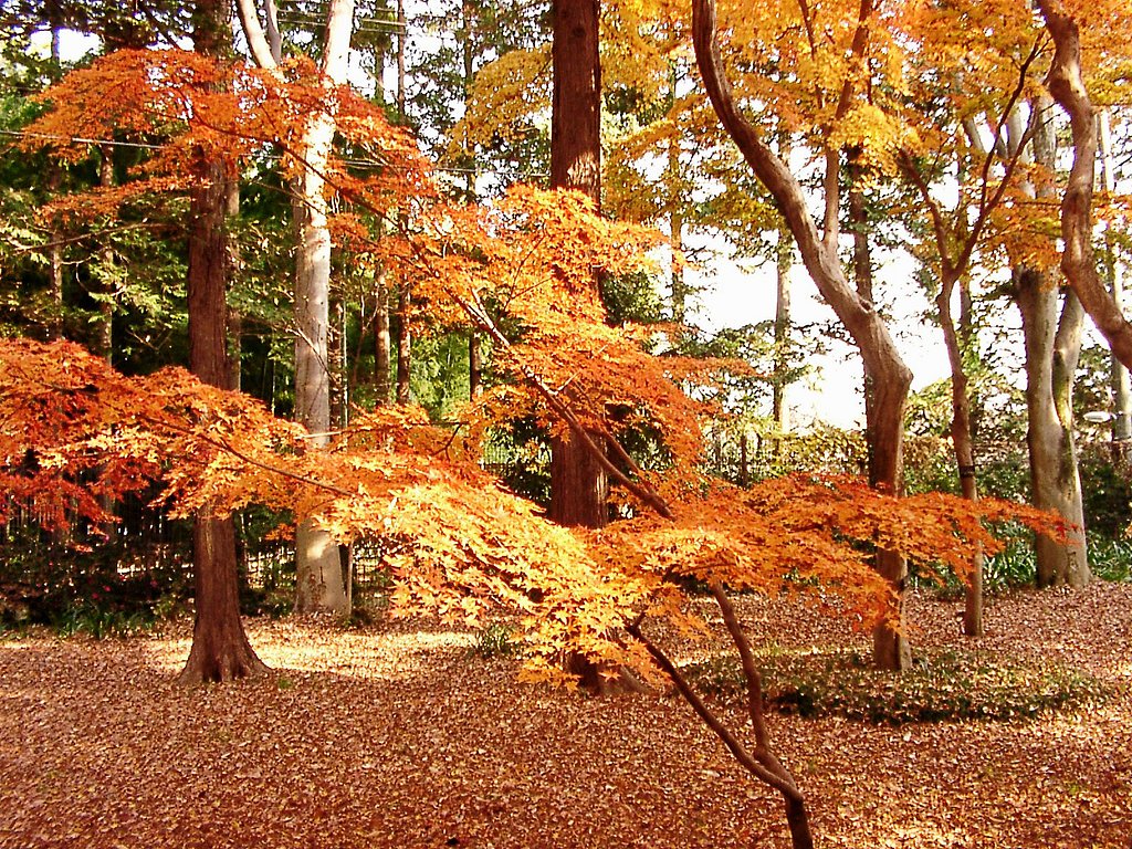 ◆紅葉スケッチ-62 神代植物公園(22)