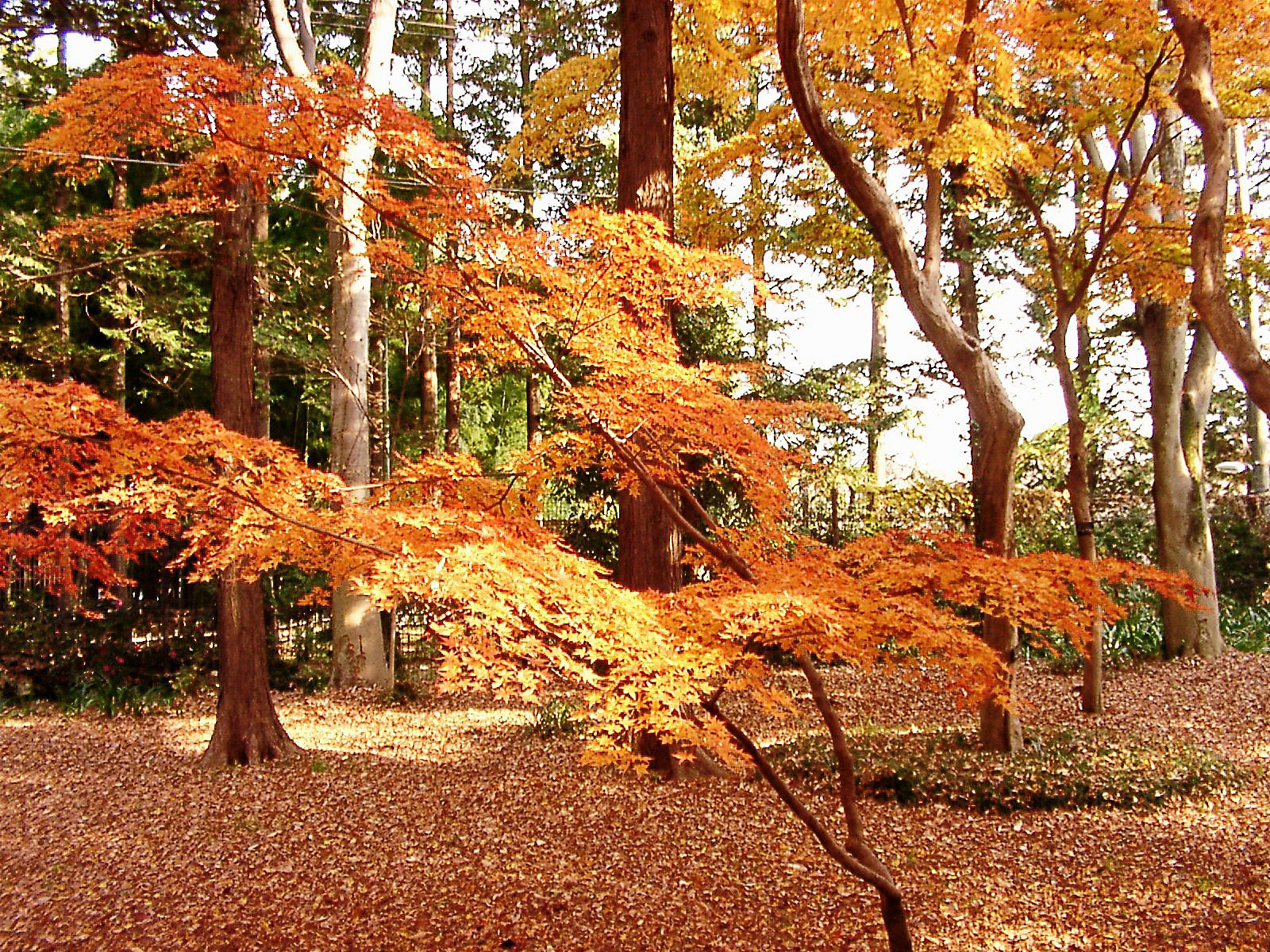 ◆紅葉スケッチ-62 神代植物公園(22)