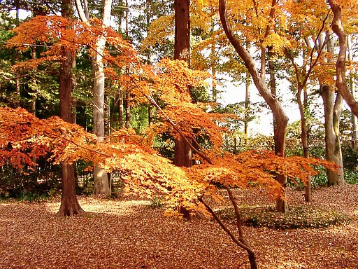 ◆紅葉スケッチ-62 神代植物公園(22)