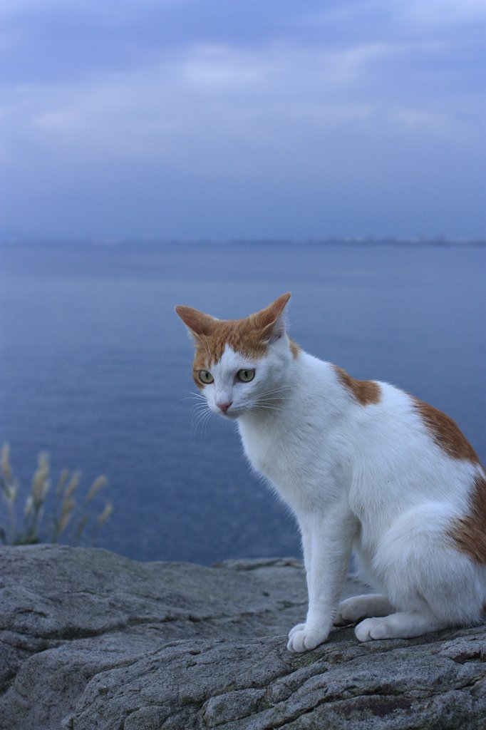 崖の上のポニャ〜