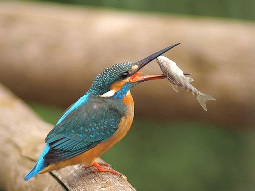 「丸呑み直前、魚の方向転換、漁翡翠」