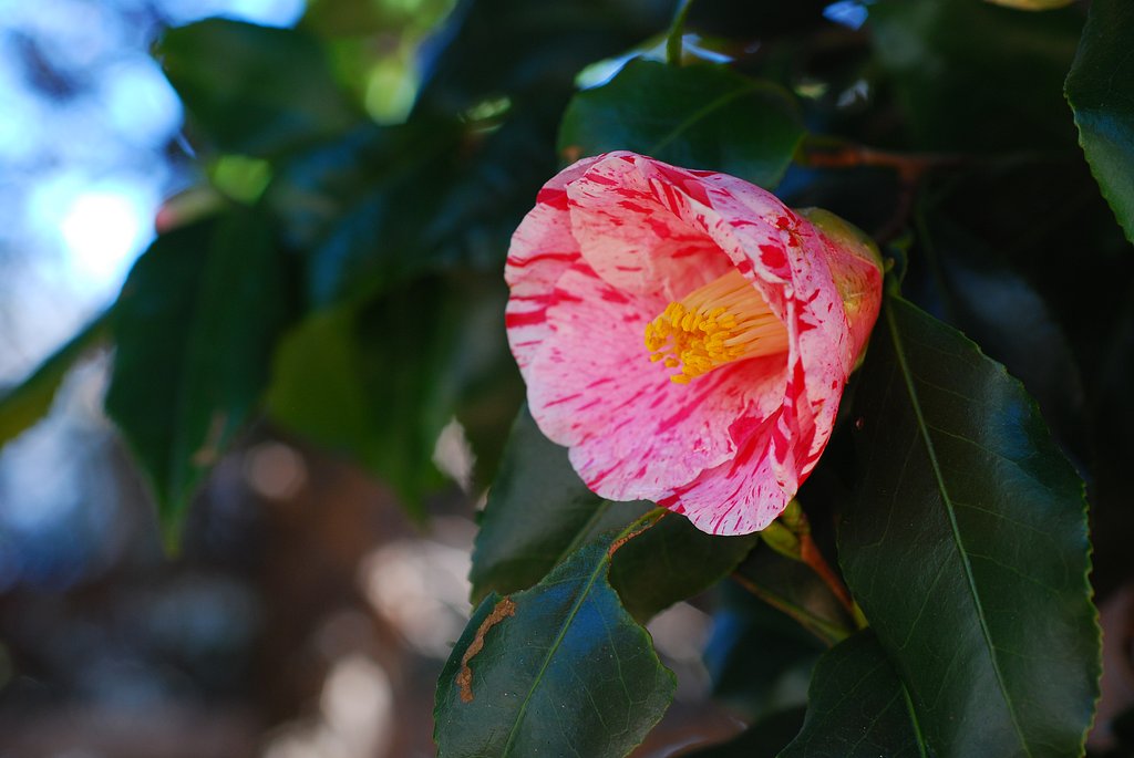椿の花