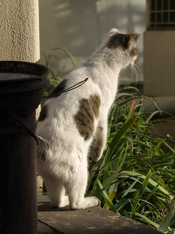 猫駅長