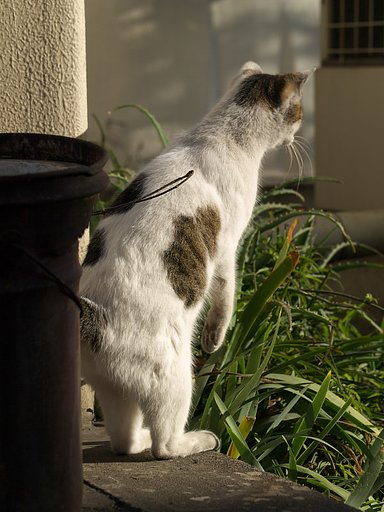 猫駅長