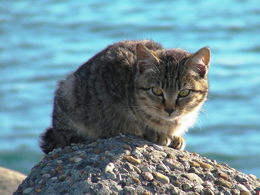 テトラキャット