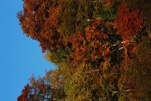 安房峠の紅葉