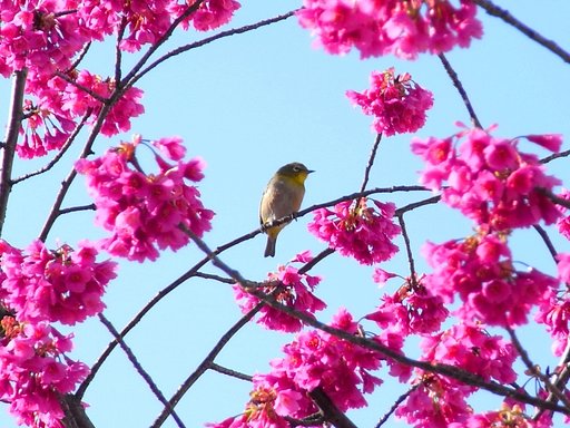 紅い桜と