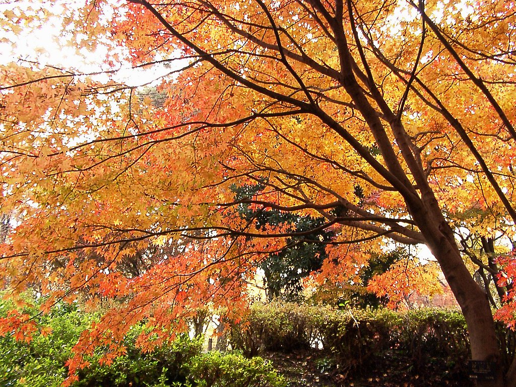 ◆紅葉スケッチ-64 神代植物公園(24)