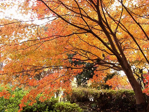 ◆紅葉スケッチ-64 神代植物公園(24)