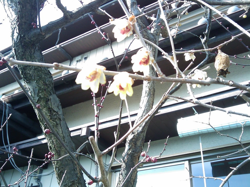 ウメが咲きました。