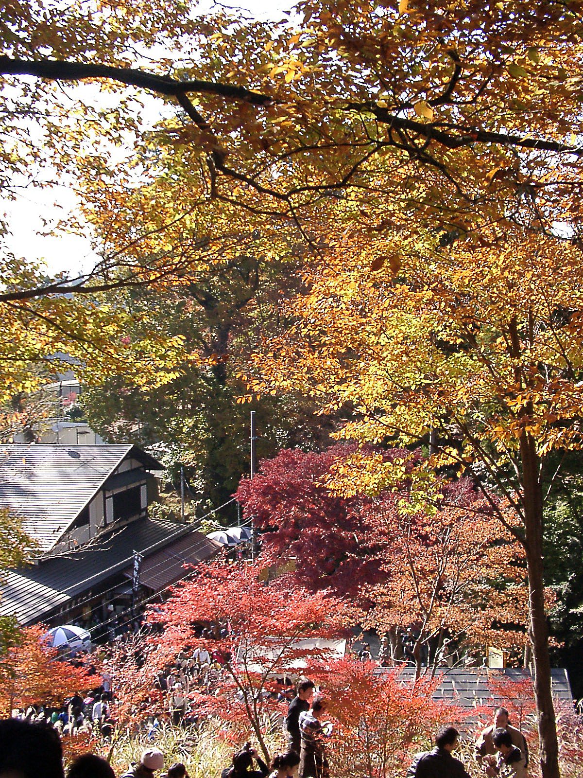 ◆紅葉スケッチ-20 高尾山⑯
