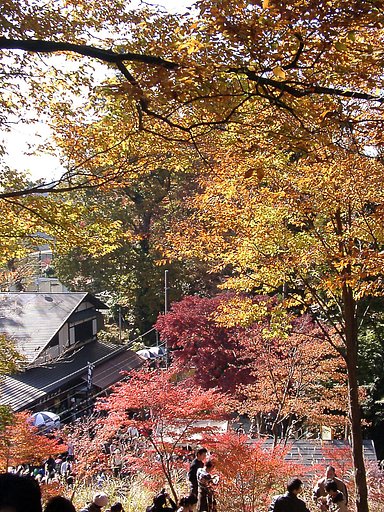 ◆紅葉スケッチ-20 高尾山⑯
