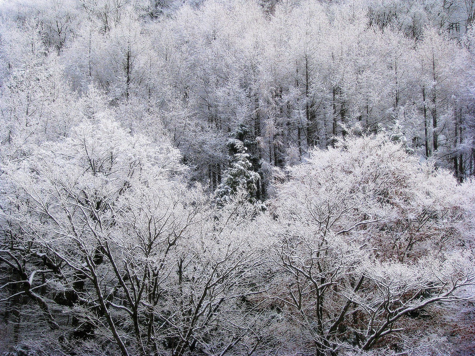 雪の華