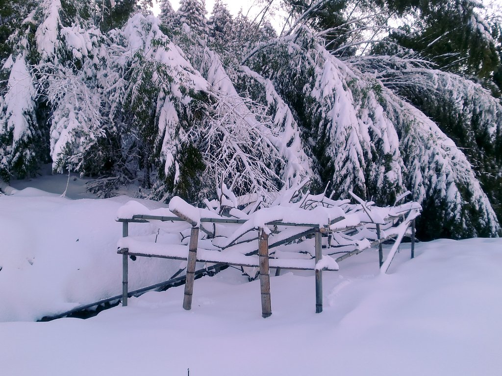 畑も大雪です。