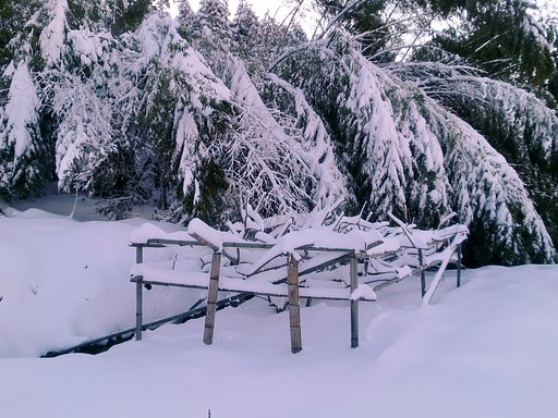 畑も大雪です。