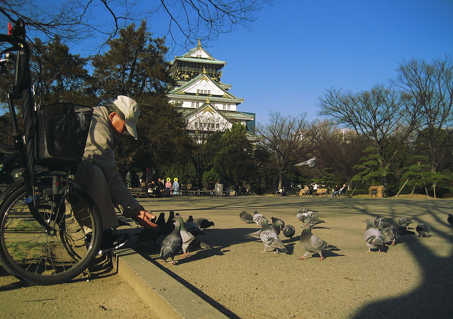 鳩おじさんがやって来た。