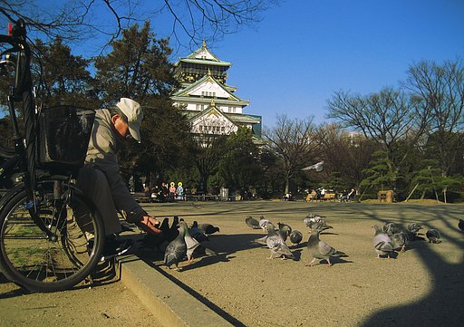 鳩おじさんがやって来た。