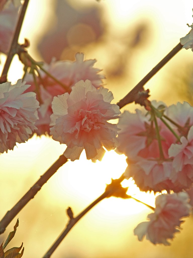桜開花