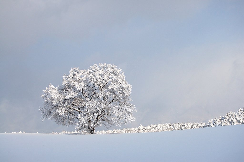 雪桜